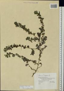 Ononis spinosa subsp. procurrens (Wallr.)Briq., Eastern Europe, North-Western region (E2) (Russia)