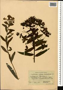Euphorbia illirica Lam., Caucasus, Stavropol Krai, Karachay-Cherkessia & Kabardino-Balkaria (K1b) (Russia)