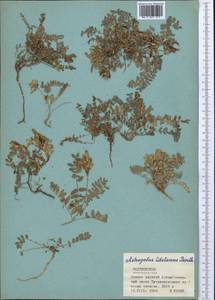 Astragalus tibetanus Benth. ex Bunge, Middle Asia, Pamir & Pamiro-Alai (M2) (Tajikistan)