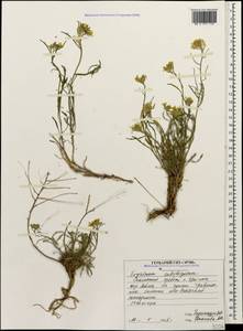 Erysimum substrigosum (Rupr.) N. Busch, Caucasus, North Ossetia, Ingushetia & Chechnya (K1c) (Russia)