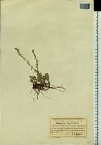 Artemisia frigida Willd., Siberia, Baikal & Transbaikal region (S4) (Russia)