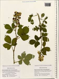 Rubus ibericus Juz., Caucasus, Krasnodar Krai & Adygea (K1a) (Russia)