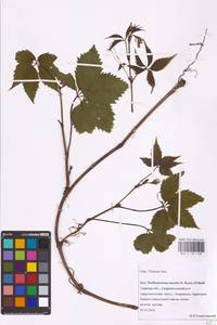 Parthenocissus quinquefolia (L.) Planch., Eastern Europe, North-Western region (E2) (Russia)