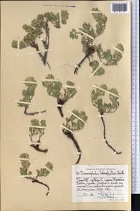 Dracocephalum heterophyllum Benth., Middle Asia, Pamir & Pamiro-Alai (M2) (Tajikistan)