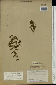 Euphorbia virgata Waldst. & Kit., Eastern Europe, Middle Volga region (E8) (Russia)