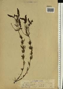 Veronica austriaca subsp. dentata (F. W. Schmidt) Watzl, Eastern Europe, Lower Volga region (E9) (Russia)