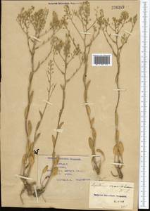 Lepidium cartilagineum (J. Mayer) Thell., Middle Asia, Caspian Ustyurt & Northern Aralia (M8) (Kazakhstan)