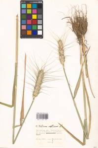 Triticum aestivum L., Eastern Europe, Moscow region (E4a) (Russia)