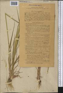 Avena sterilis subsp. ludoviciana (Durieu) Gillet & Magne, Middle Asia, Western Tian Shan & Karatau (M3) (Not classified)