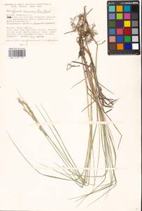 Leymus ramosus (K.Richt.) Tzvelev, Eastern Europe, Moscow region (E4a) (Russia)