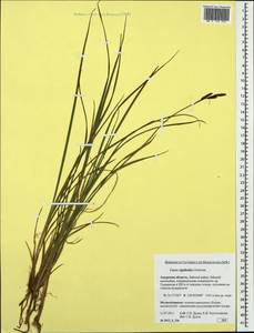 Carex rigidioides (Gorodkov) V.I.Krecz., Siberia, Russian Far East (S6) (Russia)