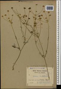 Dichoropetalum paucijugum (DC.) Pimenov & Kljuykov, Caucasus, Azerbaijan (K6) (Azerbaijan)