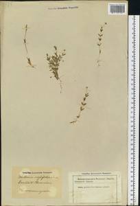Stellaria crassifolia Ehrh., Eastern Europe, Latvia (E2b) (Latvia)