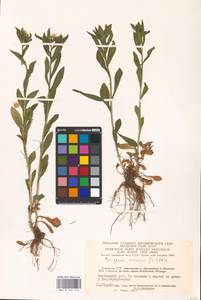 Erigeron annuus (L.) Pers., Eastern Europe, Lithuania (E2a) (Lithuania)