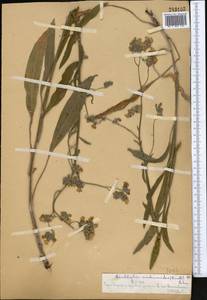 Lindelofia anchusoides subsp. anchusoides, Middle Asia, Western Tian Shan & Karatau (M3) (Kazakhstan)