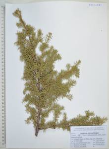 Juniperus communis var. saxatilis Pall., Siberia, Russian Far East (S6) (Russia)