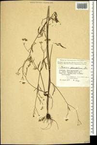 Bunium paucifolium DC., Caucasus, Armenia (K5) (Armenia)