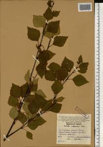 Betula pubescens var. pubescens, Eastern Europe, Northern region (E1) (Russia)