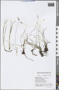 Carex caryophyllea Latourr., Eastern Europe, Central region (E4) (Russia)