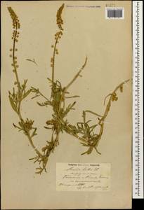 Reseda lutea L., Caucasus, Azerbaijan (K6) (Azerbaijan)
