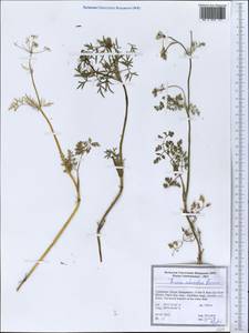 Elwendia intermedia (Korovin) Pimenov & Kljuykov, Middle Asia, Pamir & Pamiro-Alai (M2) (Uzbekistan)