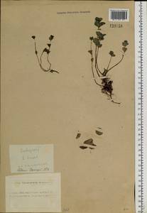 Hylotelephium ewersii (Ledeb.) H. Ohba, Siberia, Altai & Sayany Mountains (S2) (Russia)