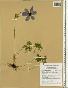 Anemone coronaria L., South Asia, South Asia (Asia outside ex-Soviet states and Mongolia) (ASIA) (Cyprus)