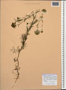 Nigella arvensis L., Caucasus, Krasnodar Krai & Adygea (K1a) (Russia)