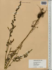 Atriplex patens (Litv.) Iljin, Eastern Europe, Central forest region (E5) (Russia)