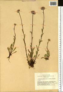 Erigeron eriocalyx (Ledeb.) Vierh., Siberia, Altai & Sayany Mountains (S2) (Russia)