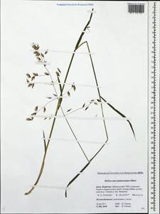 Melica turczaninowiana Ohwi, Siberia, Baikal & Transbaikal region (S4) (Russia)