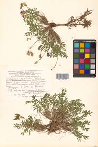 Oxytropis revoluta Ledeb., Siberia, Chukotka & Kamchatka (S7) (Russia)