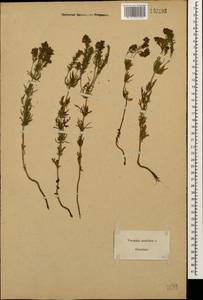 Veronica austriaca subsp. jacquinii (Baumg.) Watzl, Caucasus, Azerbaijan (K6) (Azerbaijan)