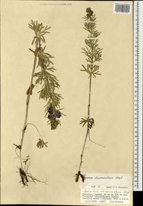 Aconitum chasmanthum Stapf ex Holmes, Mongolia (MONG) (Mongolia)