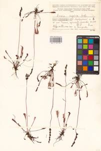 Drosera × anglica Huds., Eastern Europe, Northern region (E1) (Russia)