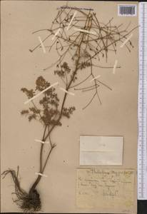 Thalictrum isopyroides C. A. Mey., Middle Asia, Western Tian Shan & Karatau (M3) (Uzbekistan)