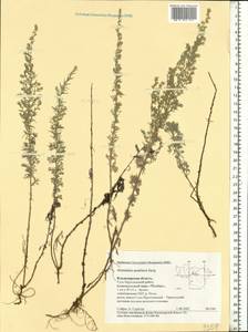 Artemisia austriaca Jacq., Eastern Europe, Central region (E4) (Russia)