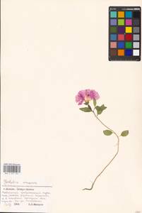 Clarkia amoena (Lehm.) A. Nelson & J. F. Macbr., Eastern Europe, Moscow region (E4a) (Russia)