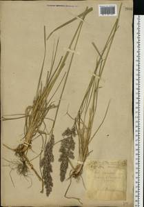 Calamagrostis epigejos (L.) Roth, Eastern Europe, South Ukrainian region (E12) (Ukraine)
