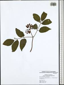 Sambucus racemosa L., Eastern Europe, Central region (E4) (Russia)