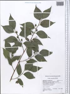 Celtis australis subsp. caucasica (Willd.) C. C. Townsend, Middle Asia, Pamir & Pamiro-Alai (M2) (Kyrgyzstan)