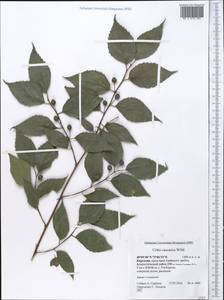 Celtis caucasica Willd., Middle Asia, Pamir & Pamiro-Alai (M2) (Kyrgyzstan)