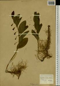 Polygonatum odoratum (Mill.) Druce, Siberia, Baikal & Transbaikal region (S4) (Russia)