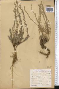 Artemisia sublessingiana (Keller) Krasch. ex Poljakov, Middle Asia, Muyunkumy, Balkhash & Betpak-Dala (M9) (Kazakhstan)