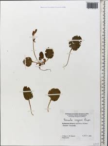 Primula amoena subsp. meyeri (Rupr.) Valentine & Lamond, Caucasus, Stavropol Krai, Karachay-Cherkessia & Kabardino-Balkaria (K1b) (Russia)