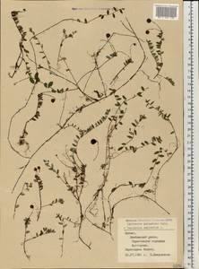 Vaccinium oxycoccos L., Eastern Europe, Latvia (E2b) (Latvia)