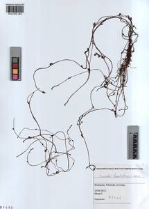 KUZ 003 343, Cuscuta lupuliformis Krock., Siberia, Altai & Sayany Mountains (S2) (Russia)