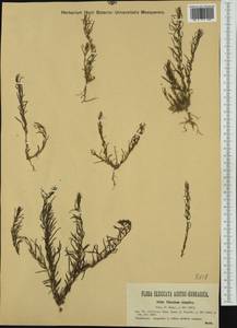 Thesium dollineri subsp. simplex (Velen.) Stoj. & Stef., Western Europe (EUR) (Romania)