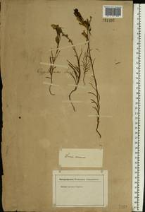 Linaria macroura (M. Bieb.) M. Bieb., Eastern Europe, Lower Volga region (E9) (Russia)