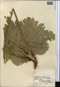 Heracleum dissectum Ledeb., Middle Asia, Western Tian Shan & Karatau (M3) (Kyrgyzstan)